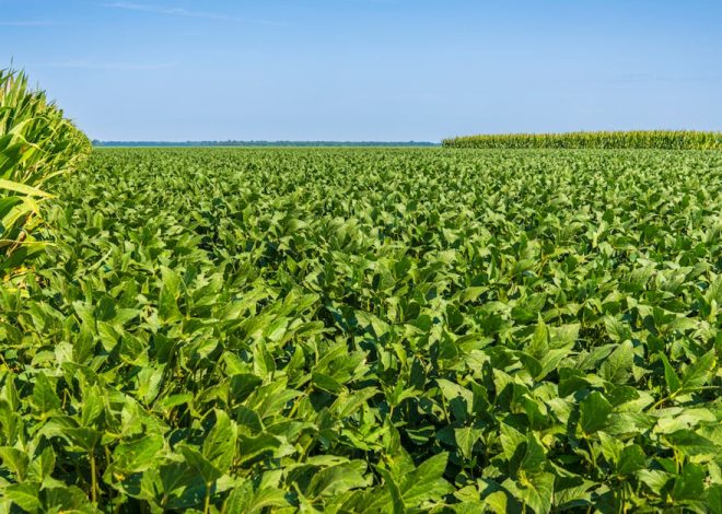 Cotações de milho e soja em alta na bolsa de Chicago após divulgação de relatório do USDA