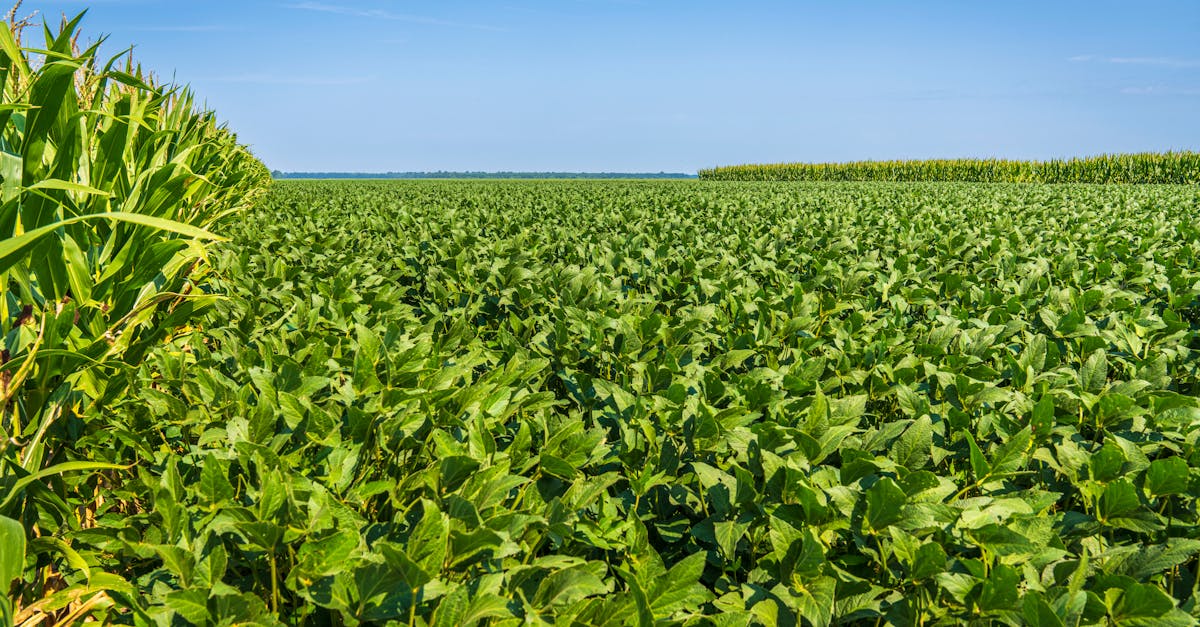 Cotações de milho e soja em alta na bolsa de Chicago após divulgação de relatório do USDA